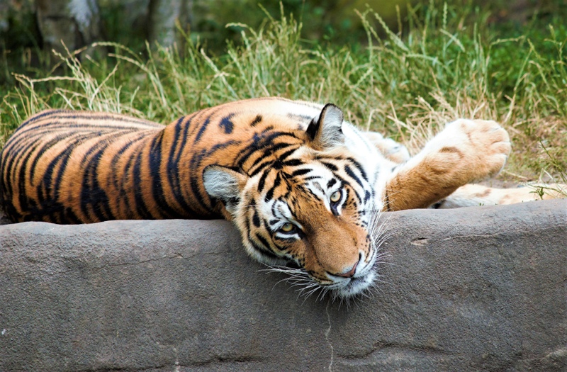 Ein Tiger im Hamburger Zoo